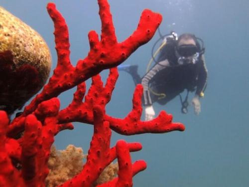 Άλλα ζώα σε αυτό το διαμέρισμα ή στη γύρω περιοχή