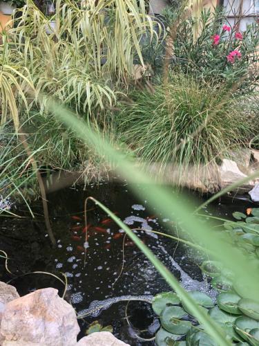 a pond in a garden with grass and plants at Dália apartman Gyömrő in Gyömrő