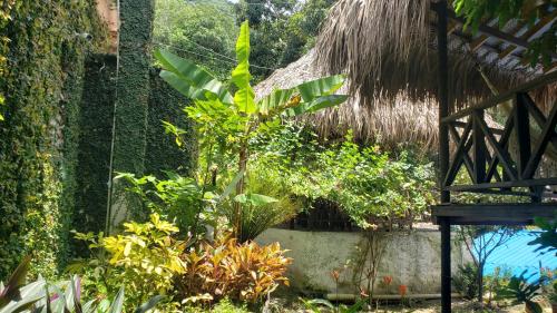 a plant in a garden next to a building at Kankui Lodge in El Zaino