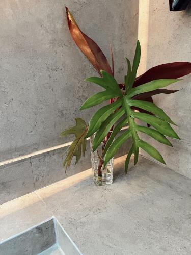 a plant in a glass vase sitting on a floor at Quinta da Bocaina in Amparo