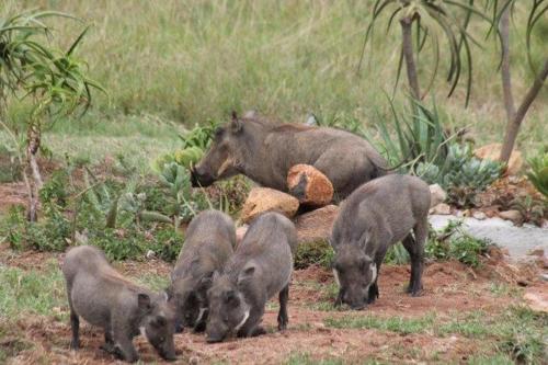 a group of baby animals standing in the grass at Bushveld Magic in Klipdrift