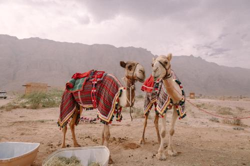 two camels standing on a dirt road in the desert at Pura Eco Retreat, Jebel Hafit Desert Park in Al Ain