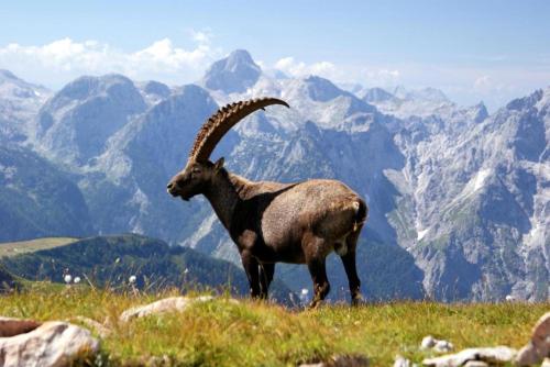 a goat standing on a hill with mountains in the background at Hotel Brunneck in Schönau am Königssee