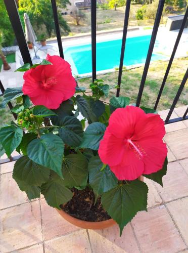 Deux fleurs rouges dans un pot à côté d'une piscine dans l'établissement SUPERBE HAUT DE VILLA AVEC VUE SUR LA MER, à Vence