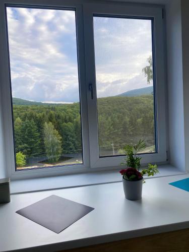 a room with two windows and a potted plant at Zwillingshauser in Brebu Nou