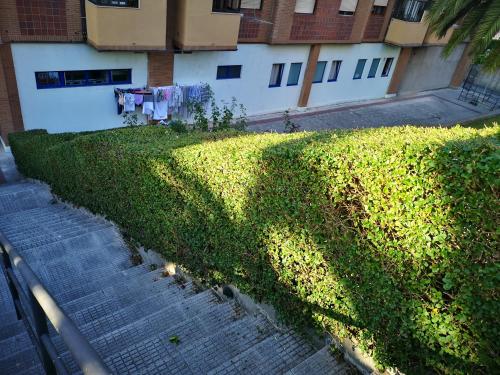 a green hedge next to a building with a clothes line at Hostel de las Facultades in Santander