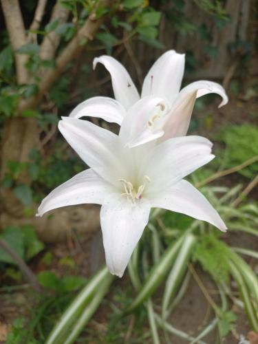 a white lily is growing in a garden at Birdsong in Hermanus
