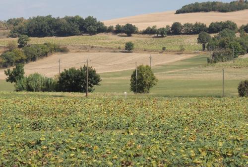 a field of sunflowers in the middle of a field at Les treilles d'en Peyre in Nogaret
