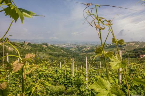 a vineyard with a view of the rolling hills at B&B Miellò nelle Langhe in Mango