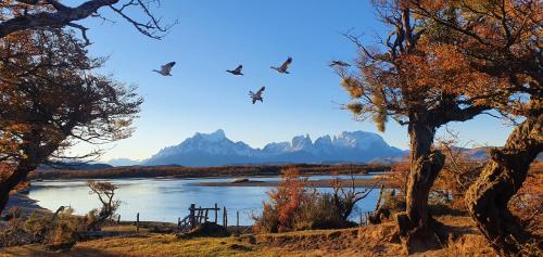 a flock of birds flying over a river with mountains at Morrena Lodge in Torres del Paine