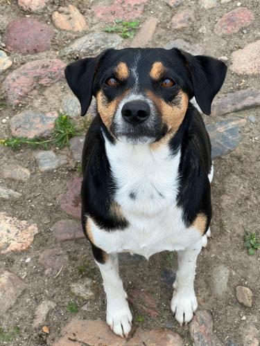 a brown and white dog standing on the ground at Karensminde in Jelling
