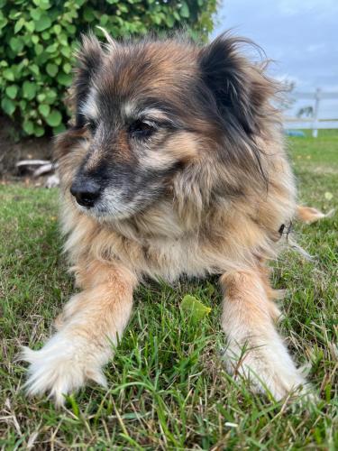 a brown and white dog laying in the grass at Karensminde in Jelling