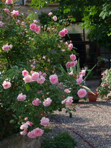 a bunch of pink roses in a garden at Pension zur Königlichen Ausspanne Dresden in Dresden