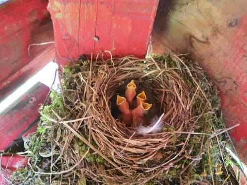 a nest of a bird in a red box at Heidi Korea in Hongcheon
