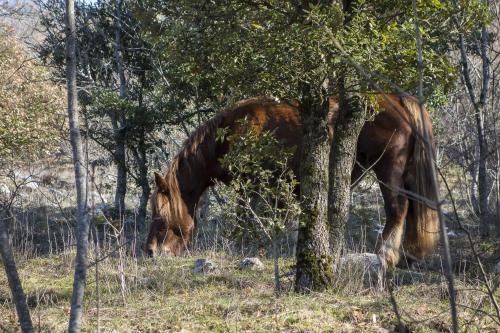 a horse grazing in a field next to a tree at Le Mandrie Di San Paolo in Assisi