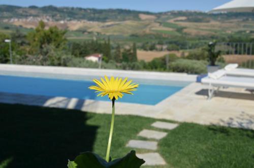 a yellow flower in the grass next to a pool at Casa Magnolia in Terricciola