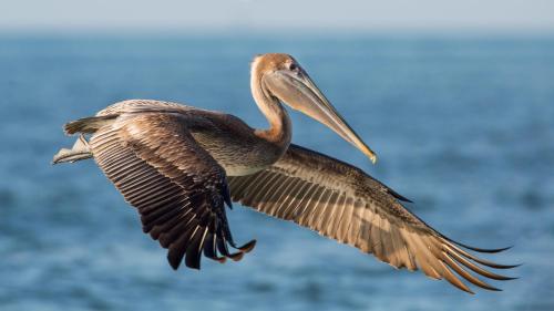 a bird flying in the air with its wings out at Sandpiper Beach #405 in Sanibel