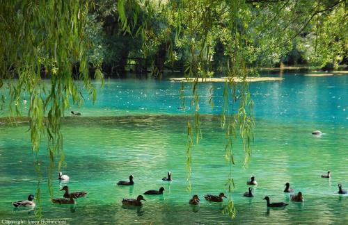 a group of ducks swimming in the water at Casa Rosamari - su Lago di Posta Fibreno, Appartamento con camino in Posta Fibreno