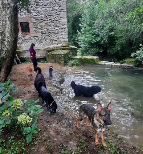a group of dogs standing next to a river at Posada Pet Friendly El Molino de Cantabria in Entrambasaguas