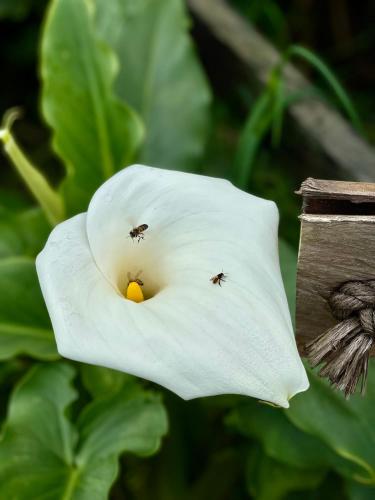 two ants on the inside of a white flower at Hotel Rural SAN REMO in Santa Rosa de Cabal