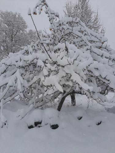 a tree covered in snow in a field at Genciana, Casa Rural con encanto en La Montaña Leonesa in Cuevas de Viñayo