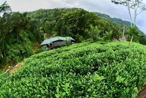 a farm in the middle of a field of tea plantations at Dolagawa in Deniyaya