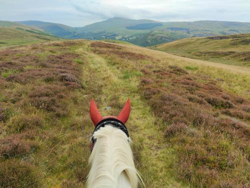 a white horse with red horns on a grassy hill at Pentre Riding Stables in Abercraf