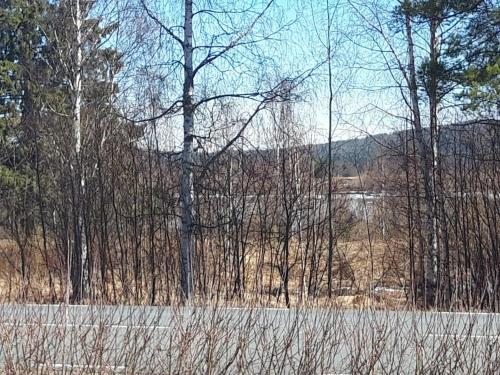 a group of trees and a lake in a field at The Old Post Office in Hedenäset