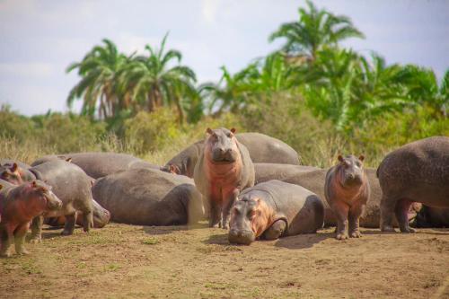 Een groep nijlpaarden staat in de modder. bij Kili House Hostel in Arusha