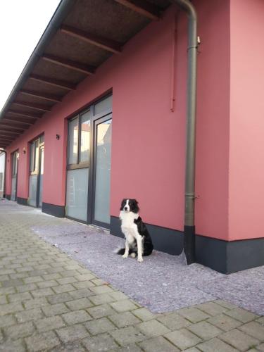 un gato blanco y negro sentado al lado de un edificio rosa en City Pension Senftenberg / Apartment Nr.2 en Senftenberg