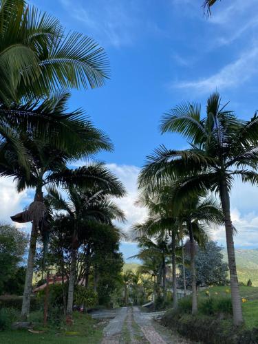 a row of palm trees on a dirt road at Cabañas y Flores in Jericó