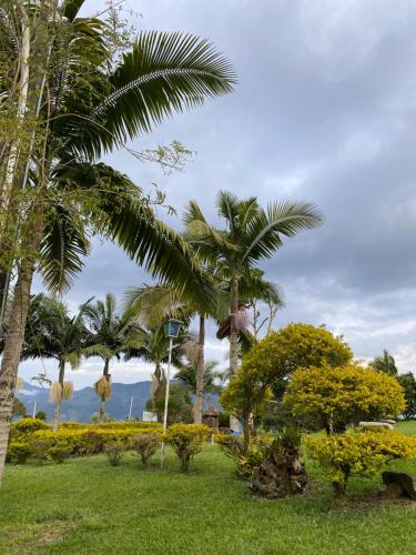 a park with palm trees and green grass at Cabañas y Flores in Jericó