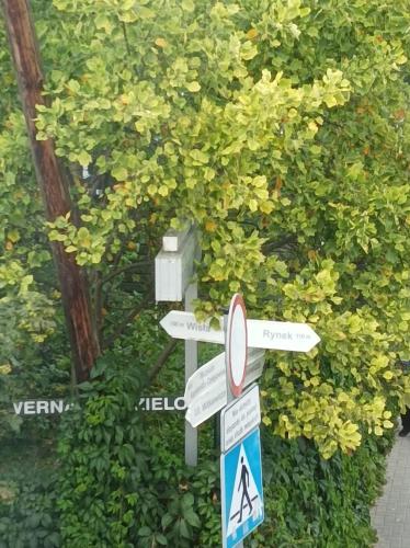 a street sign in front of a bush at Pokoje u Jana in Kazimierz Dolny
