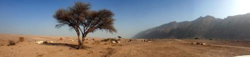 a group of animals in a desert with a tree at Pura Eco Retreat, Jebel Hafit Desert Park in Al Ain