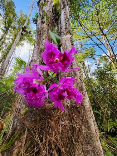 a bunch of purple flowers on a tree at Unique Lava House by steaming crater in Pahoa