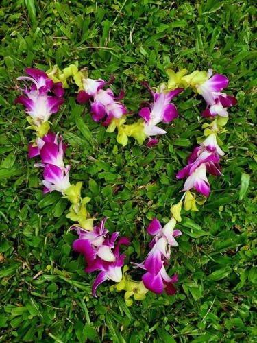 a group of purple and white flowers in the grass at Unique Lava House by steaming crater in Pahoa