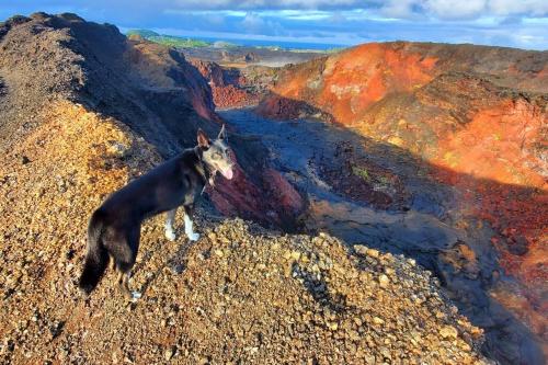 a dog standing on the side of a mountain at Unique Lava House by steaming crater in Pahoa