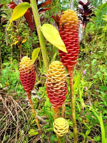 a group of red and yellow plants in the grass at Unique Lava House by steaming crater in Pahoa