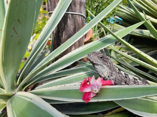 a small lizard sitting on a flower in a plant at Amanda's Place Casa Amancer - sea view, pool and tropical garden in Caye Caulker