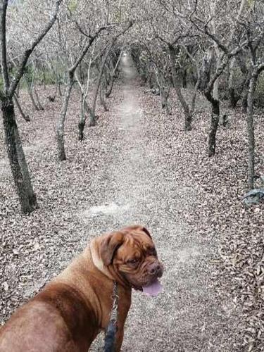 a brown dog standing on a path in a forest at FAKALI Homestay in Quito