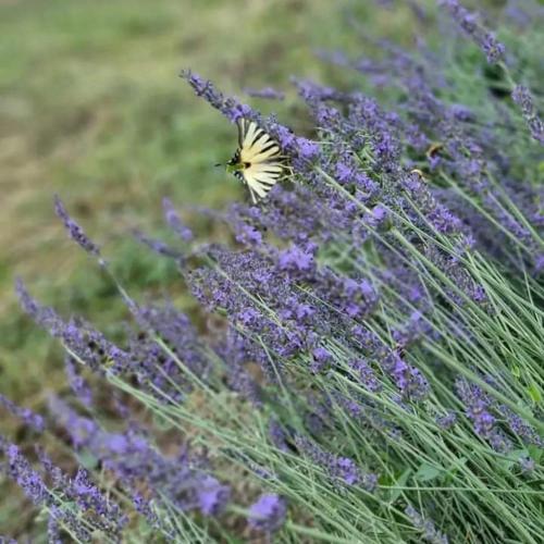 a butterfly flying over a bunch of purple flowers at Ca' San Michele in Asti