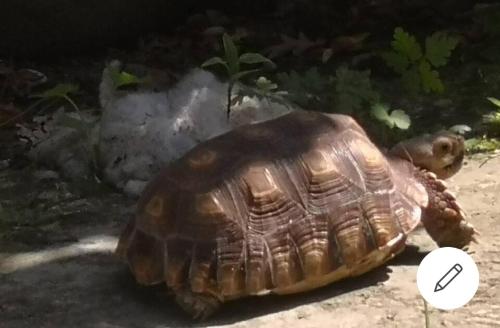 a tortoise is sitting on the ground at The parrot hotel, live in a rescue animal park in Næstved