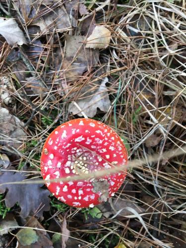 a red mushroom with white spots on the ground at WijkD in Leende