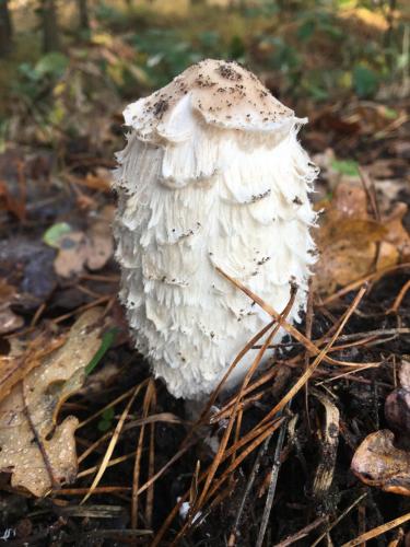a white mushroom on the ground in the woods at WijkD in Leende
