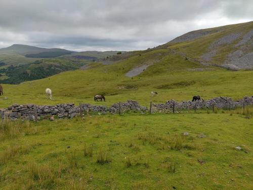 a group of animals grazing in a field with a stone fence at Pentre Cottage near Craig y Nos in Pen-y-cae