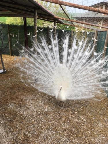 a large white peacock walking around in the dirt at Cottoni Natural Space in Valtopina