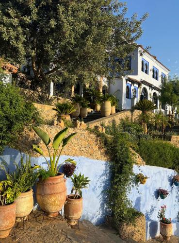 a group of potted plants in front of a house at Dar Jasmine in Chefchaouene
