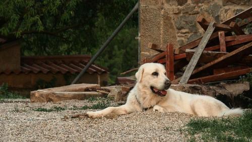 Κατοικίδιο ή κατοικίδια επισκεπτών που μένουν στο Masia La Clariana