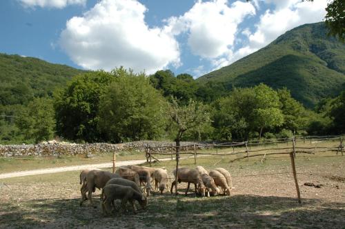 a herd of elephants grazing in a field at Agriturismo Miralago in Scanno
