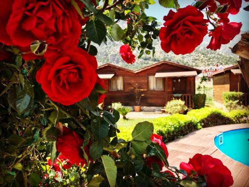 a group of red roses in front of a house at Ada Adrasan Hotel in Kumluca